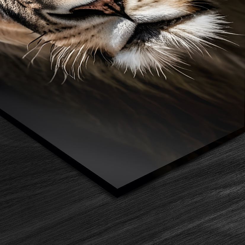 Lioness head on dark